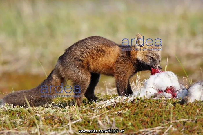 : Red Fox - young - dark phase - eating a Snowshoe Hare : Red Fox - young - dark phase - eating a Snowshoe Hare