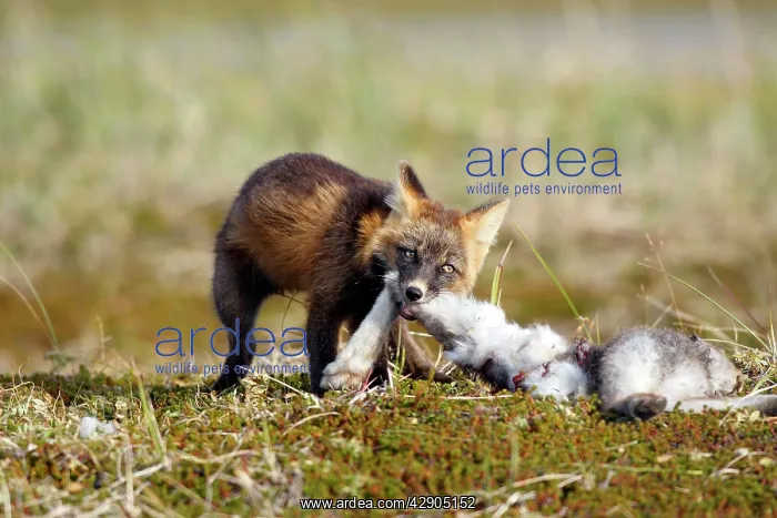 : Red Fox - young - dark phase - eating a Snowshoe Hare : Red Fox - young - dark phase - eating a Snowshoe Hare