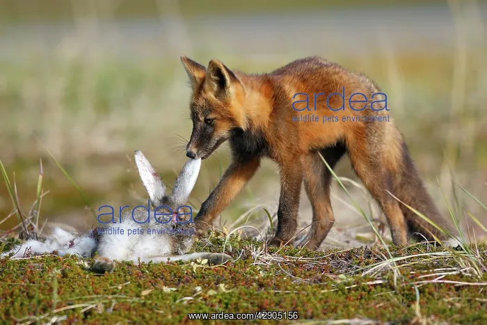 : Red Fox - young - dark phase - eating a Snowshoe Hare : Red Fox - young - dark phase - eating a Snowshoe Hare