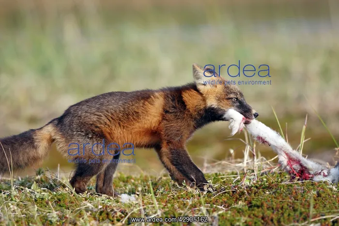 : Red Fox - young - dark phase - eating a Snowshoe Hare : Red Fox - young - dark phase - eating a Snowshoe Hare