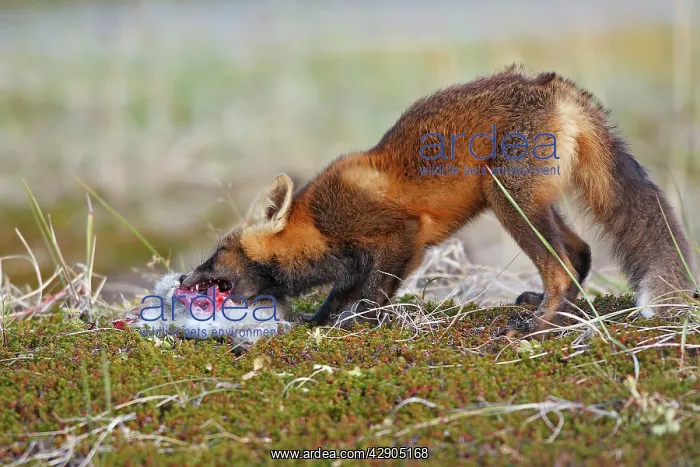  : Red Fox - young - dark phase - eating a Snowshoe Hare