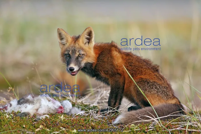 : Red Fox - young - dark phase - eating a Snowshoe Hare : Red Fox - young - dark phase - eating a Snowshoe Hare