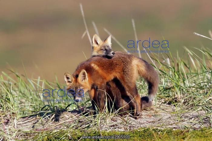  : Red Fox - young - dark phase - game between two
