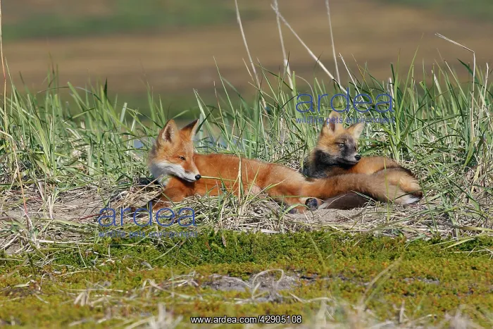 : Red Fox - young - dark phase and regular phase : Red Fox - young - dark phase and regular phase