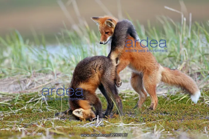 : Red Fox - young - dark phase and regular phase : Red Fox - young - dark phase and regular phase