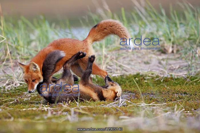 : Red Fox - young - dark phase and regular phase : Red Fox - young - dark phase and regular phase