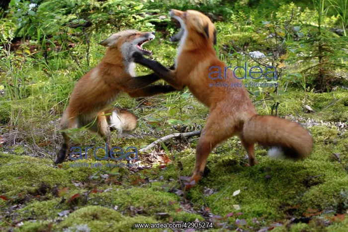 : Red Fox - young - fighting : Red Fox - young - fighting