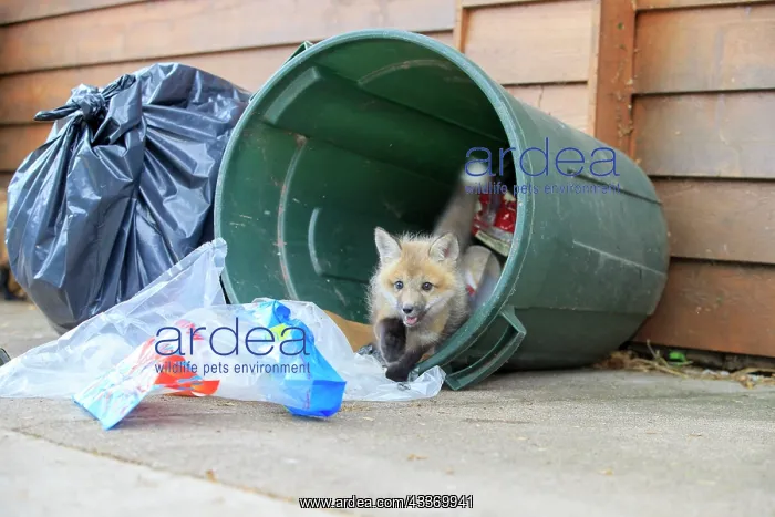 : Red Fox - young looking for food by rubbish bin : Red Fox - young looking for food by rubbish bin