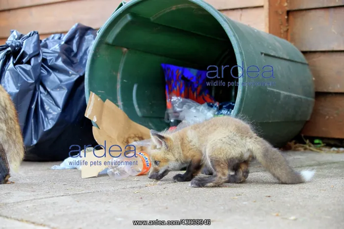 : Red Fox - young looking for food by rubbish bin : Red Fox - young looking for food by rubbish bin