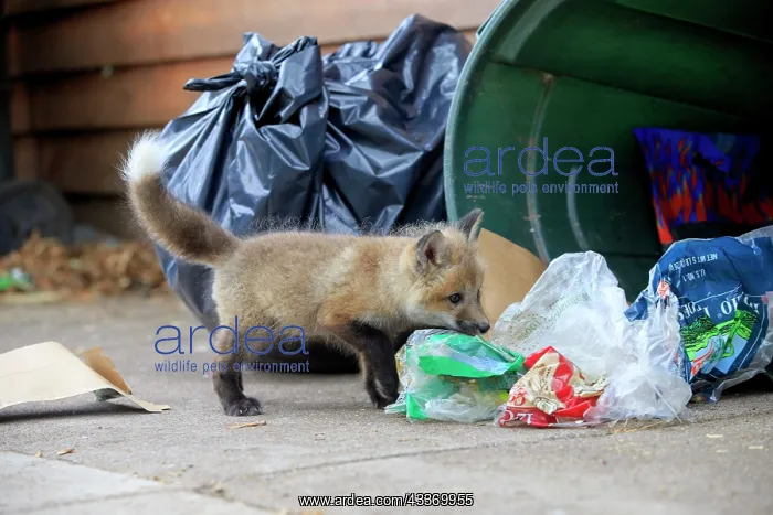 : Red Fox - young looking for food by rubbish bin : Red Fox - young looking for food by rubbish bin