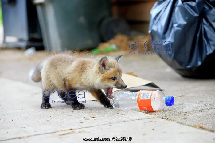 : Red Fox - young with plastic bottle : Red Fox - young with plastic bottle