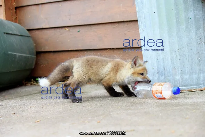 : Red Fox - young with plastic bottle : Red Fox - young with plastic bottle