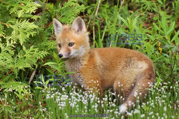 : Red Fox - young pup : Red Fox - young pup