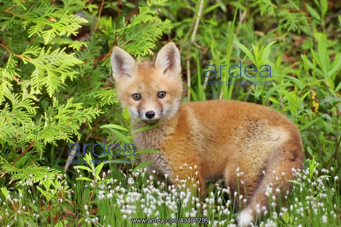 : Red Fox - young pup : Red Fox - young pup