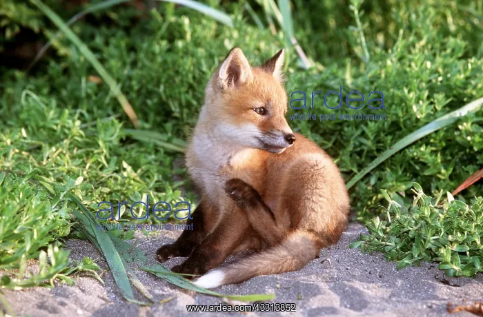 : Red Fox - young, sitting : Red Fox - young, sitting