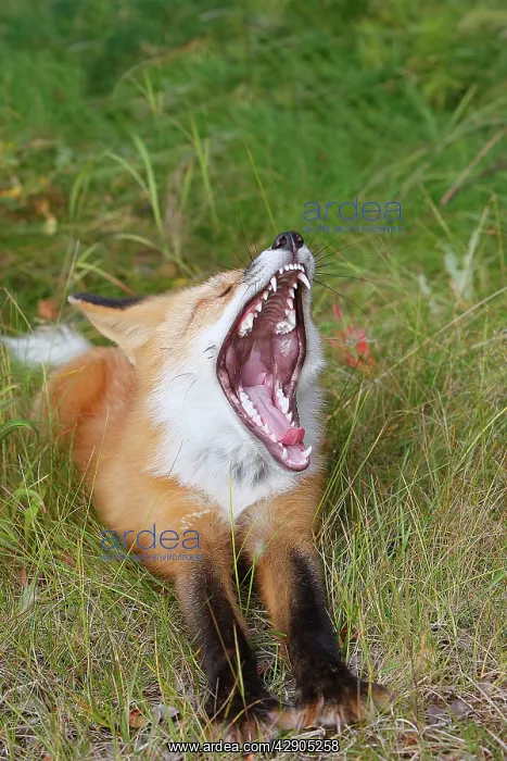 : Red Fox - young - yawning : Red Fox - young - yawning