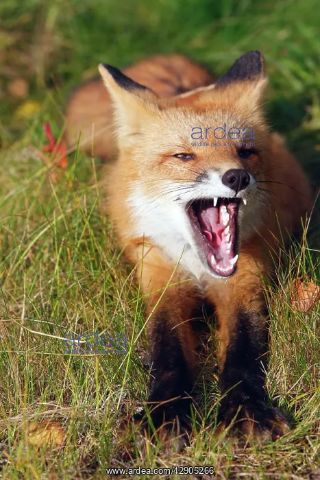 : Red Fox - young - yawning : Red Fox - young - yawning