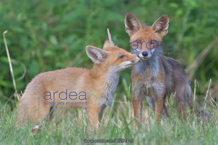  : Red foxe (Vulpes vulpes), adult and juvenile on