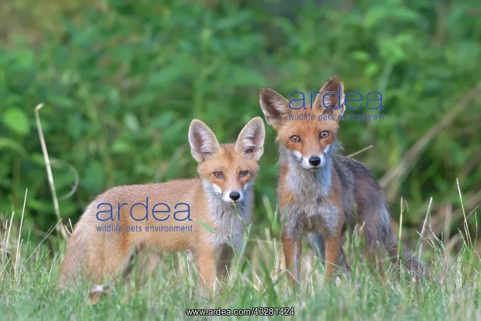 : Red foxe (Vulpes vulpes), adult and juvenile on : Red foxe (Vulpes vulpes), adult and juvenile on