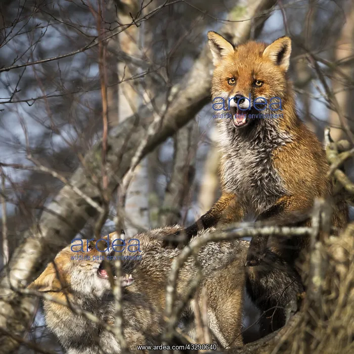 : Red Foxes (Vulpes vulpes) close-up of mating at : Red Foxes (Vulpes vulpes) close-up of mating at