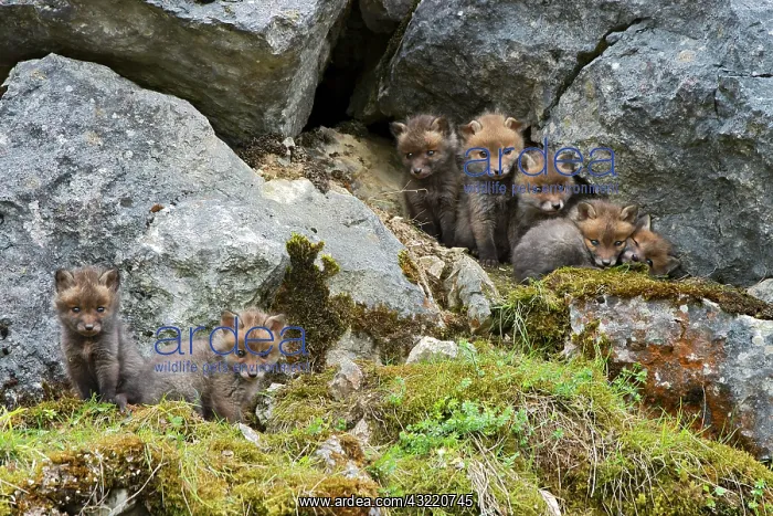 : Red foxes (Vulpes vulpes), cubs, Schopfloch, Swabian : Red foxes (Vulpes vulpes), cubs, Schopfloch, Swabian