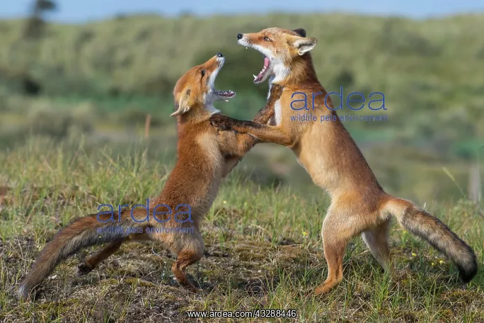 : Two Red foxes (Vulpes vulpes) fighting with open : Two Red foxes (Vulpes vulpes) fighting with open