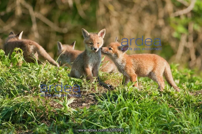 : Red foxes (Vulpes vulpes), fox cubs, Thuringia : Red foxes (Vulpes vulpes), fox cubs, Thuringia