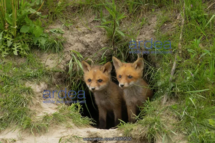  : Red foxes (Vulpes vulpes), fox den, Lower Austria
