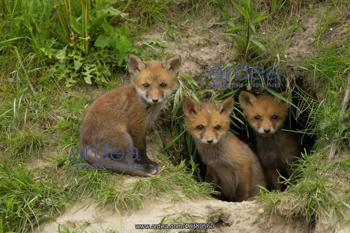  : Red foxes (Vulpes vulpes), fox den, Lower Austria