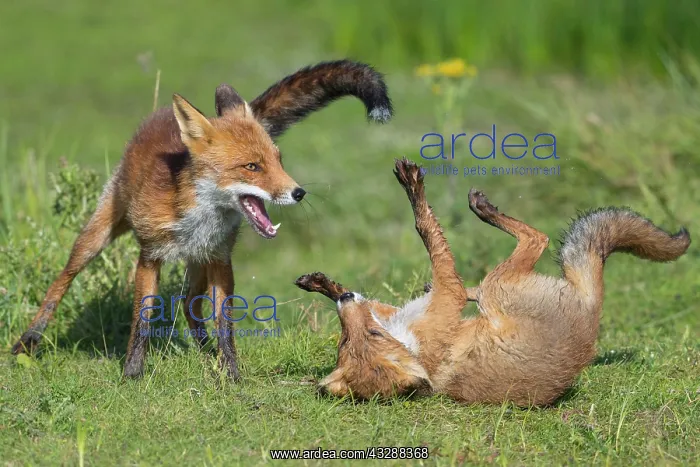 : Red foxes (Vulpes vulpes), Kittens fighting with : Red foxes (Vulpes vulpes), Kittens fighting with