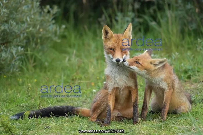 : Red foxes (Vulpes vulpes), Mother and young animal : Red foxes (Vulpes vulpes), Mother and young animal