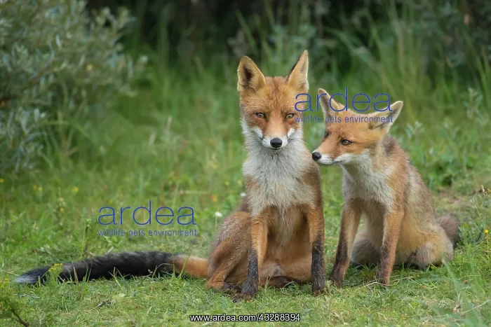 : Red foxes (Vulpes vulpes), Mother with young, sitting : Red foxes (Vulpes vulpes), Mother with young, sitting