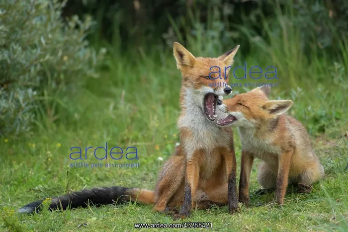 : Red foxes (Vulpes vulpes), Mother with young, sitting : Red foxes (Vulpes vulpes), Mother with young, sitting