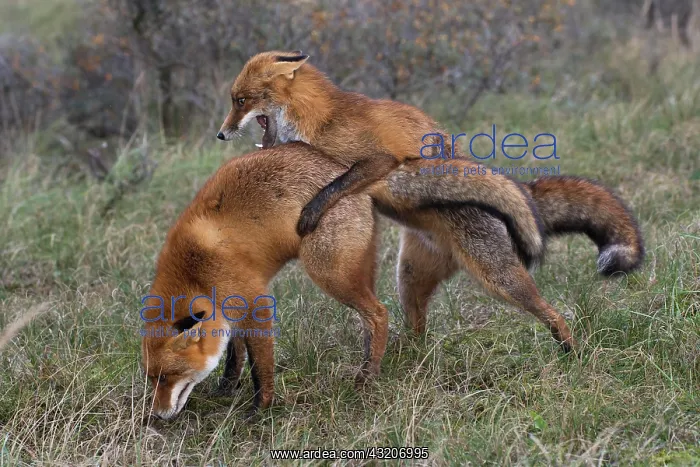  : Red foxes (Vulpes vulpes), Netherlands