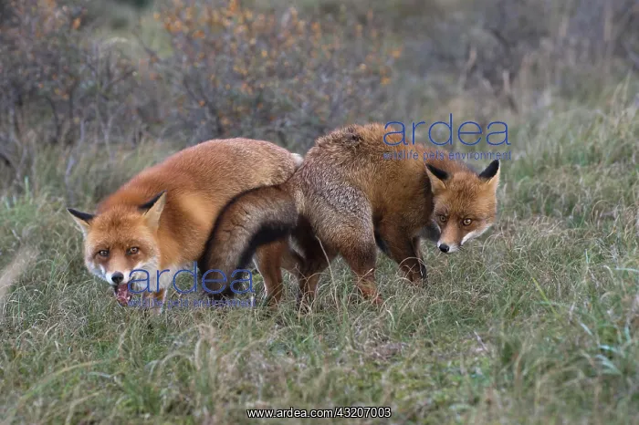 : Red foxes (Vulpes vulpes), Netherlands : Red foxes (Vulpes vulpes), Netherlands
