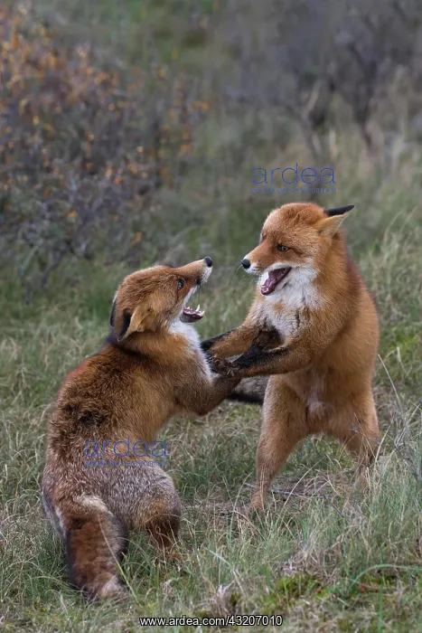 : Red foxes (Vulpes vulpes), Netherlands : Red foxes (Vulpes vulpes), Netherlands