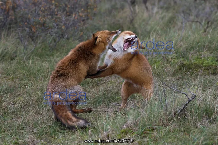 : Red foxes (Vulpes vulpes), Netherlands : Red foxes (Vulpes vulpes), Netherlands