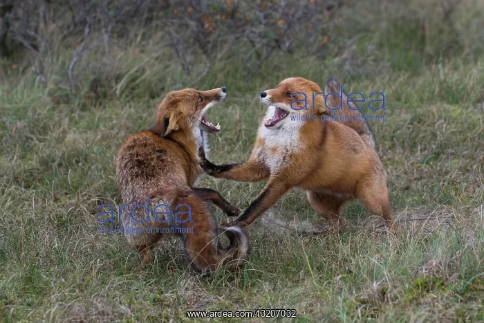 : Red foxes (Vulpes vulpes), Netherlands : Red foxes (Vulpes vulpes), Netherlands