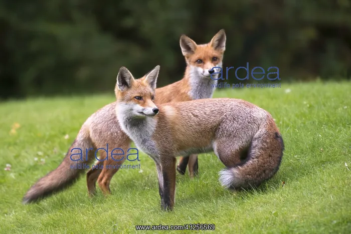 : Red foxes (Vulpes vulpes) portrait, England, Su : Red foxes (Vulpes vulpes) portrait, England, Su