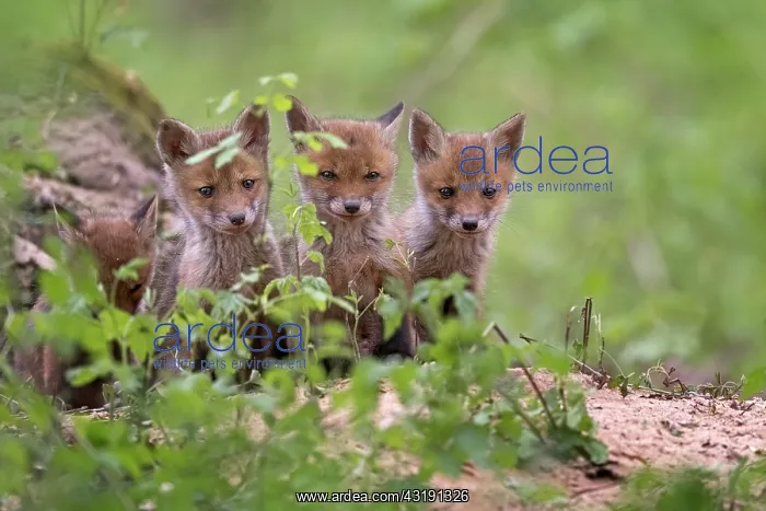 : Red foxes (vulpes vulpes), puppies, young animals : Red foxes (vulpes vulpes), puppies, young animals