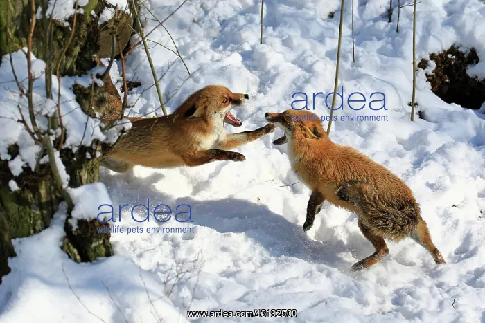 : Red foxes (Vulpes vulpes) during the rutting season : Red foxes (Vulpes vulpes) during the rutting season