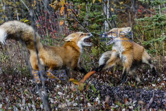 : Two Red Foxes (Vulpes vulpes) showing aggressive : Two Red Foxes (Vulpes vulpes) showing aggressive