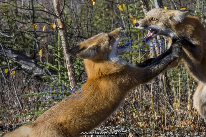 : Two Red Foxes (Vulpes vulpes) showing aggressive : Two Red Foxes (Vulpes vulpes) showing aggressive