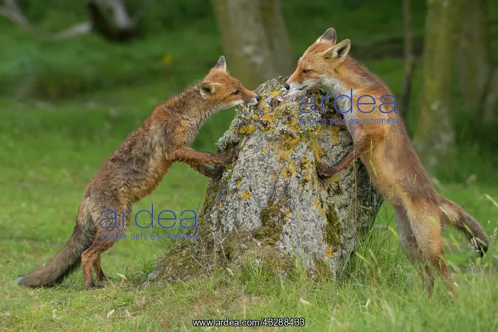 : Two Red foxes (Vulpes vulpes) sniff the tree trunk : Two Red foxes (Vulpes vulpes) sniff the tree trunk