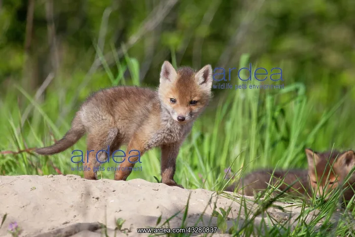 : Red foxes (Vulpes vulpes), young foxes at fox's : Red foxes (Vulpes vulpes), young foxes at fox's