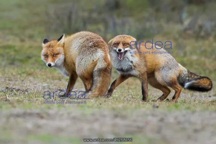 : Red foxes (Vulpes vulpes)two males in winter coat : Red foxes (Vulpes vulpes)two males in winter coat