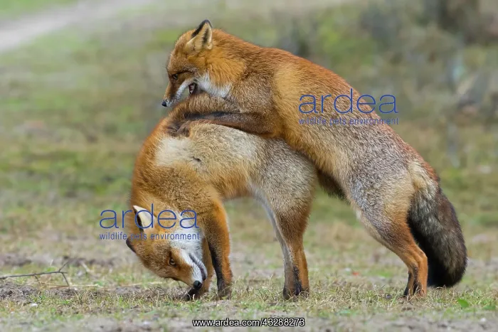 : Red foxes (Vulpes vulpes)two males in winter coat : Red foxes (Vulpes vulpes)two males in winter coat