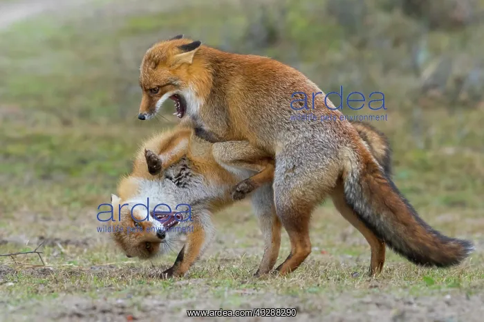 : Red foxes (Vulpes vulpes)two males in winter coat : Red foxes (Vulpes vulpes)two males in winter coat
