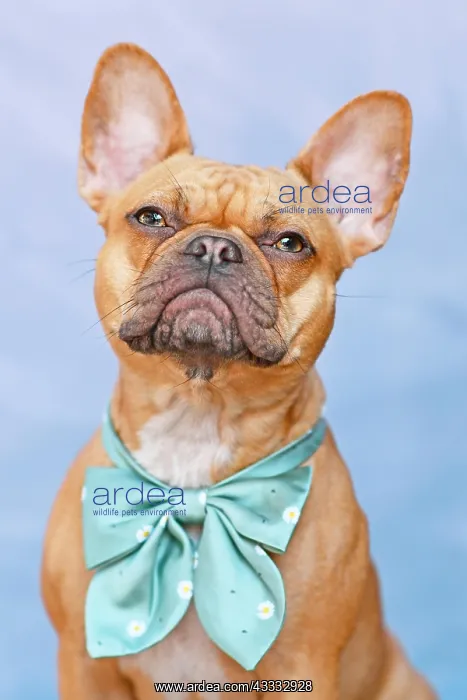 : Red French Bulldog dog in front of mint green background : Red French Bulldog dog in front of mint green background