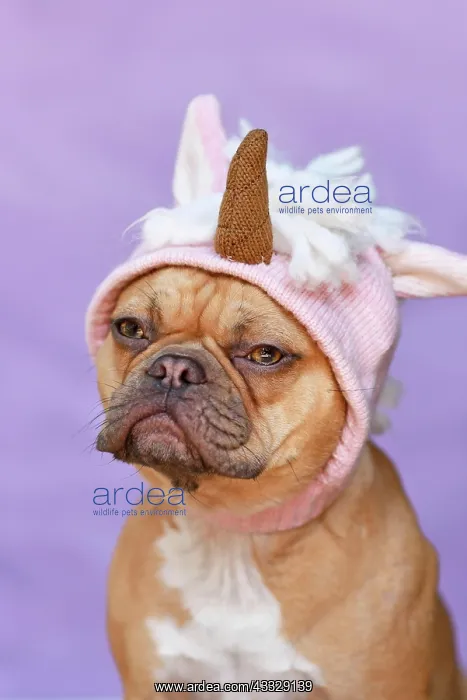 : Red French Bulldog dog wearing funny knitted pin : Red French Bulldog dog wearing funny knitted pin